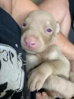 DOLLY PEARL , a female Doberman Pinscher for sale in New Albany, MS – 3 of 7