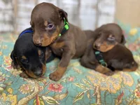 KNOX - (GREEN), a male Doberman Pinscher for sale in New Albany, MS – 4 of 9