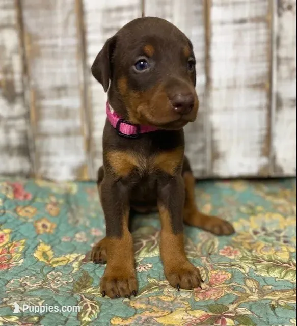 JOSIE – Doberman Pinscher puppy for sale in New Albany, MS