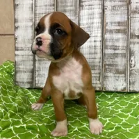 SPANKY, a male Boxer for sale in New Albany, MS – 1 of 1