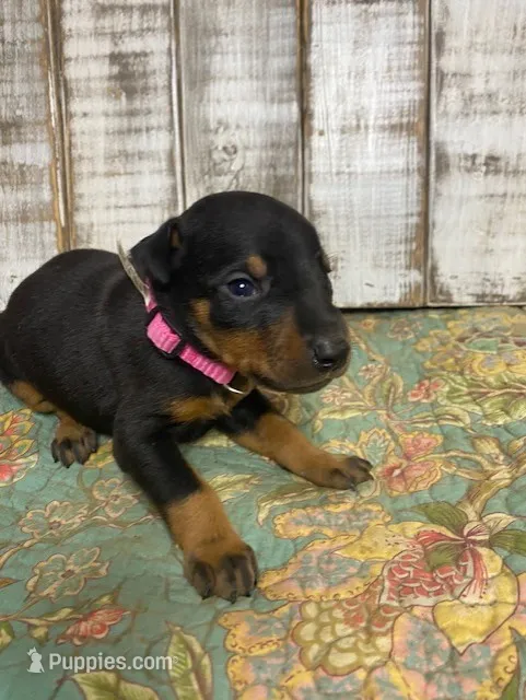 SADIE (PINK) – Doberman Pinscher puppy for sale in New Albany, MS