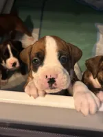 Tank-Male -Flashy Fawn-AKC , a male Boxer for sale in Tampa, FL – 2 of 8