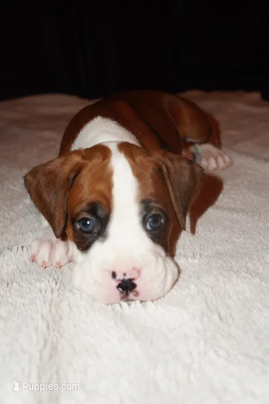 Tank-Male -Flashy Fawn – Boxer puppy for sale in Tampa, FL