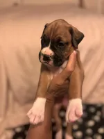 Tan - Zues -Male, a male Boxer for sale in Tampa, FL – 5 of 6