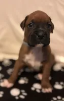 Teal - Cupcake - Female , a female Boxer for sale in Tampa, FL – 3 of 7