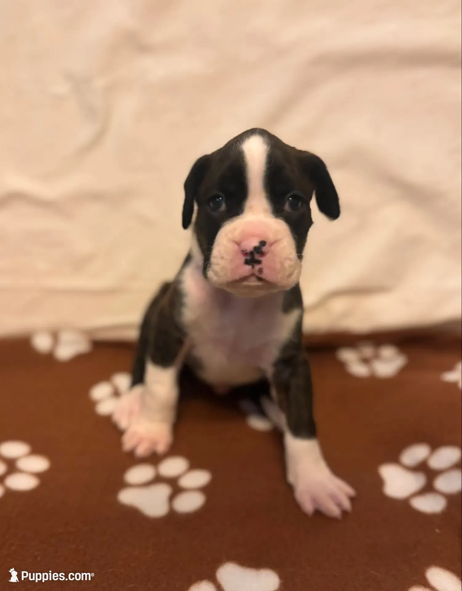 Miracle -Male-AKC, a male Boxer for sale in Tampa, FL – 3 of 10