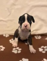 Sky Blue - Miracle -Male, a male Boxer for sale in Tampa, FL – 2 of 3