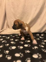 Tan - Zues -Male, a male Boxer for sale in Tampa, FL – 6 of 6