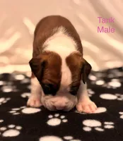 Pink-Tank-Male -Flashy Fawn, a male Boxer for sale in Tampa, FL – 6 of 10