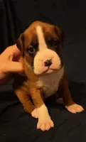 White-Ace-Male, a male Boxer for sale in Tampa, FL – 2 of 7