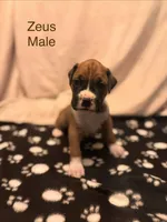 Tan - Zues -Male, a male Boxer for sale in Tampa, FL – 4 of 6