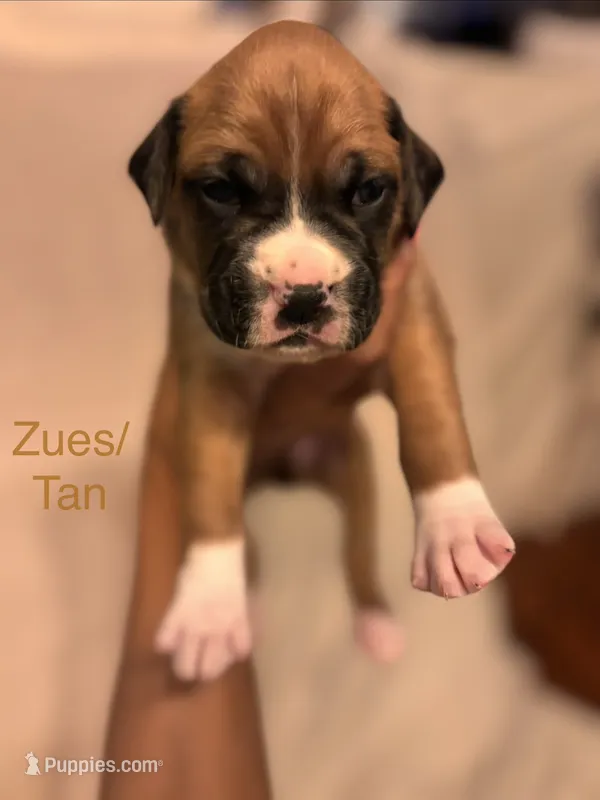 Tan - Zues -Male – Boxer puppy for sale in Tampa, FL