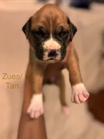 Tan - Zues -Male, a male Boxer for sale in Tampa, FL – 1 of 6