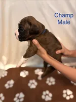 Dark Blue-Champ-Male, a male Boxer for sale in Tampa, FL – 5 of 10