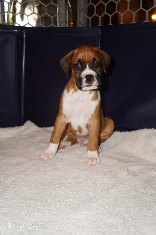 Zues -Male – Boxer puppy for sale in Tampa, FL
