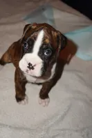 Pepper-Female-AKC, a female Boxer for sale in Tampa, FL – 8 of 8