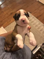 Pink-Tank-Male -Flashy Fawn, a male Boxer for sale in Tampa, FL – 3 of 10
