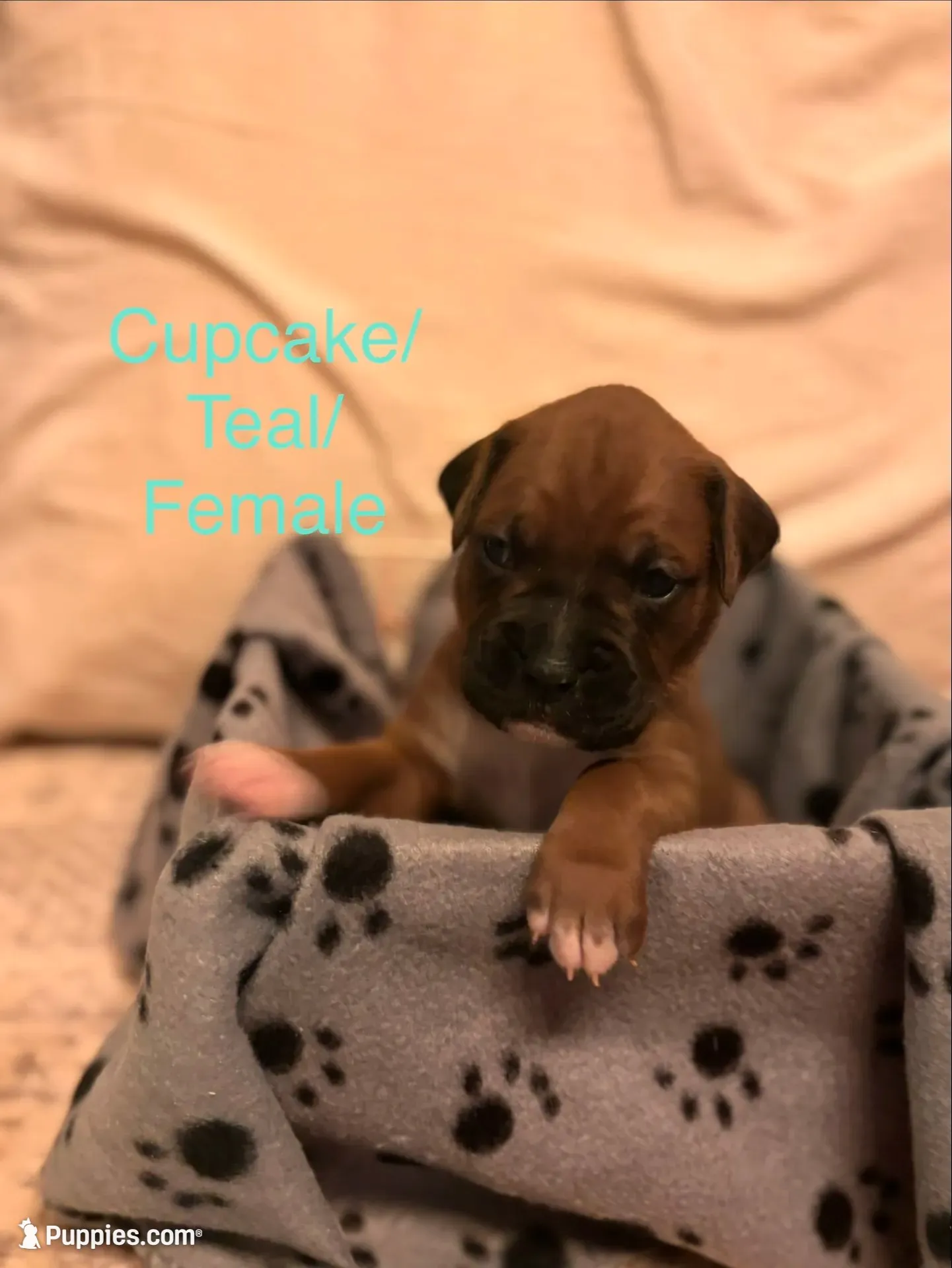 Cupcake - Female -AKC , a female Boxer for sale in Tampa, FL – 2 of 9