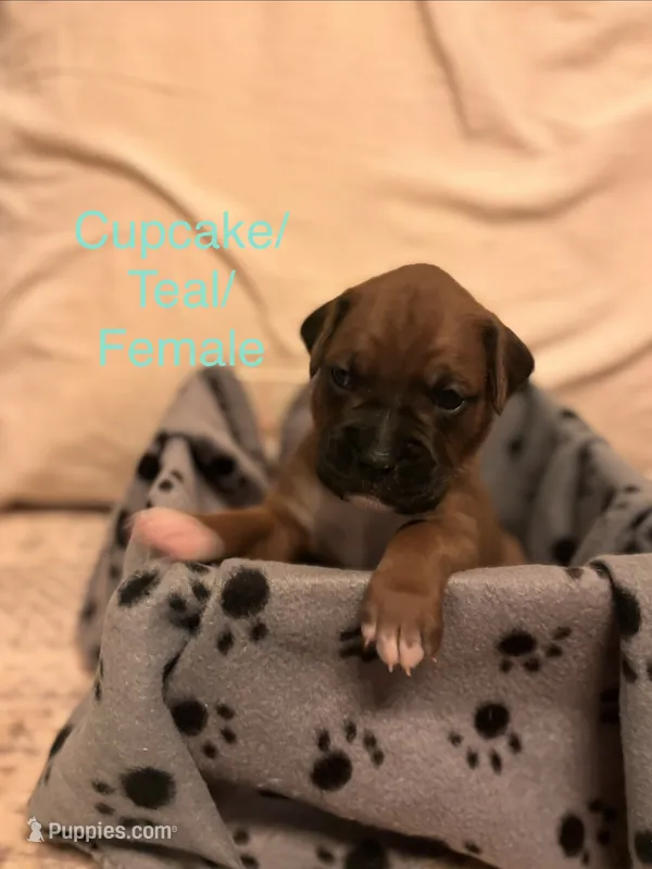 Teal - Cupcake - Female  – Boxer puppy for sale in Tampa, FL