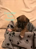 Teal - Cupcake - Female , a female Boxer for sale in Tampa, FL – 1 of 7