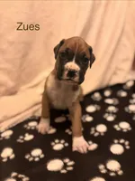 Tan - Zues -Male, a male Boxer for sale in Tampa, FL – 2 of 6