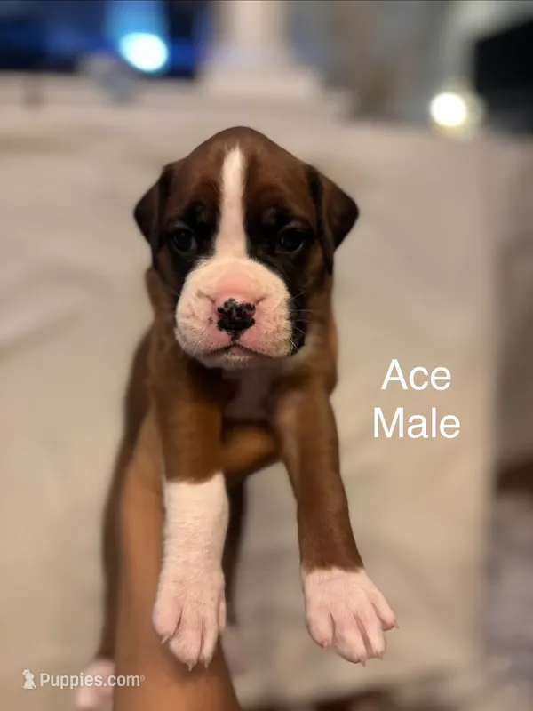 White-Ace-Male – Boxer puppy for sale in Tampa, FL