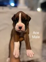 White-Ace-Male, a male Boxer for sale in Tampa, FL – 1 of 7