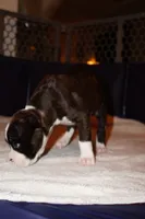 Miracle -Male-AKC, a male Boxer for sale in Tampa, FL – 9 of 10