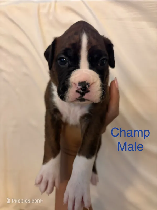 Dark Blue-Champ-Male – Boxer puppy for sale in Tampa, FL