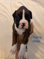 Dark Blue-Champ-Male, a male Boxer for sale in Tampa, FL – 3 of 10