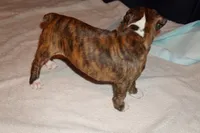 Pepper-Female-AKC, a female Boxer for sale in Tampa, FL – 7 of 8