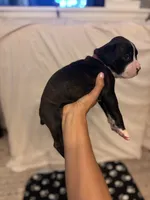 Dark Pink- Marlow-Female-Flashy Sealed Brindle, a female Boxer for sale in Tampa, FL – 4 of 9