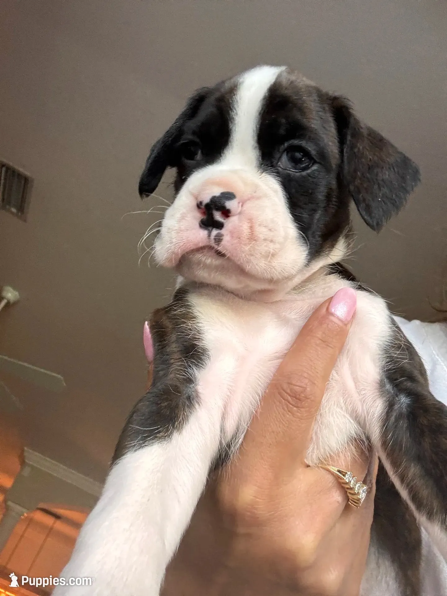 Miracle -Male-AKC, a male Boxer for sale in Tampa, FL – 5 of 10