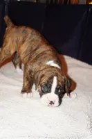 Pepper-Female-AKC, a female Boxer for sale in Tampa, FL – 6 of 8