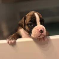 Purple-Pepper-Female, a female Boxer for sale in Tampa, FL – 2 of 5