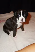 Marlow-Female-Flashy Sealed Brindle-AKC, a female Boxer for sale in Tampa, FL – 1 of 5