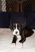 Marlow-Female-Flashy Sealed Brindle-AKC, a female Boxer for sale in Tampa, FL – 4 of 5