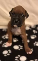 Teal - Cupcake - Female , a female Boxer for sale in Tampa, FL – 4 of 7