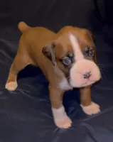 White-Ace-Male, a male Boxer for sale in Tampa, FL – 3 of 7