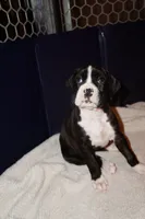 Marlow-Female-Flashy Sealed Brindle-AKC, a female Boxer for sale in Tampa, FL – 5 of 5