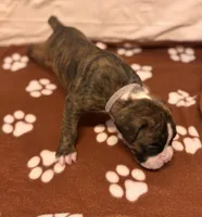 Purple-Pepper-Female, a female Boxer for sale in Tampa, FL – 4 of 5