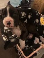 Dark Pink- Marlow-Female-Flashy Sealed Brindle, a female Boxer for sale in Tampa, FL – 5 of 9