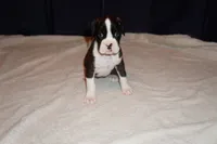 Miracle -Male-AKC, a male Boxer for sale in Tampa, FL – 10 of 10