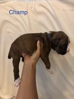 Dark Blue-Champ-Male, a male Boxer for sale in Tampa, FL – 4 of 10