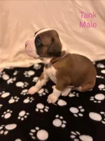 Pink-Tank-Male -Flashy Fawn, a male Boxer for sale in Tampa, FL – 7 of 10