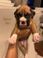 Tan - Zues -Male, a male Boxer for sale in Tampa, FL – 3 of 6