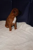 Cupcake - Female -AKC , a female Boxer for sale in Tampa, FL – 7 of 9