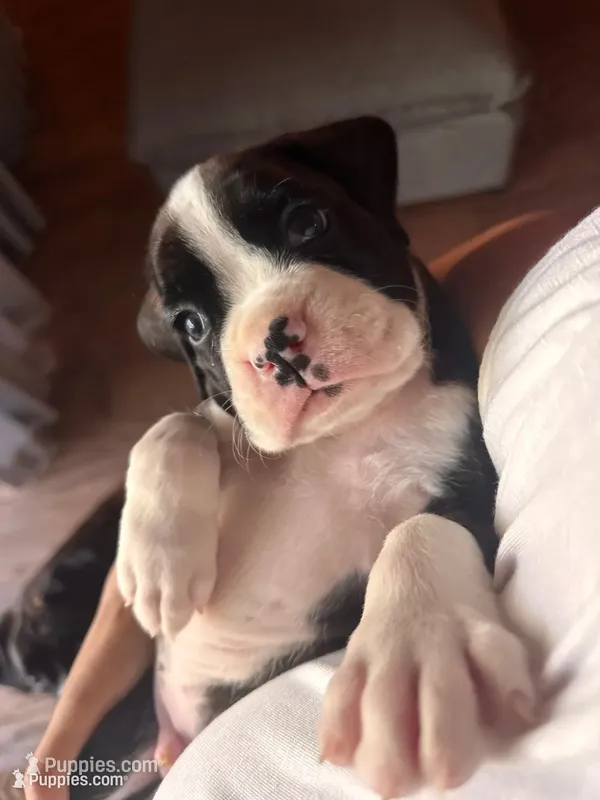 Miracle -Male – Boxer puppy for sale in Tampa, FL