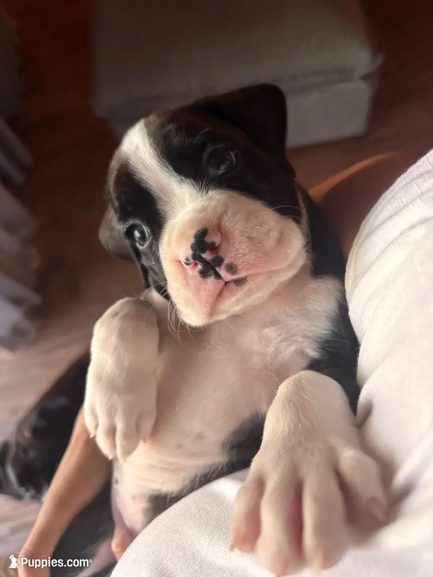 Miracle -Male-AKC, a male Boxer for sale in Tampa, FL – 1 of 10