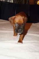 Cupcake - Female -AKC , a female Boxer for sale in Tampa, FL – 9 of 9